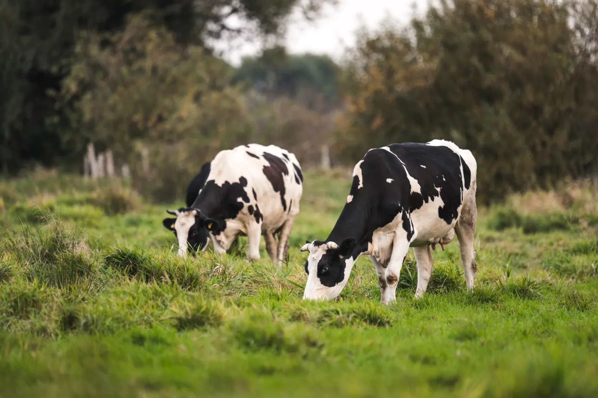 Marchés mondiaux produits laitiers - Année 2025 - Perspectives 2026