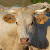 La Blonde d’Aquitaine : Guide complet sur la race