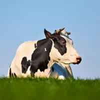 La Prim’Holstein : Guide complet sur la race