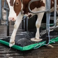 MS AutoHoofClean : la solution pratique contre la dermatite digitée / Mortellaro.