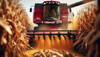 DRAGO GT d'Olimac : Optimisez votre récolte de maïs