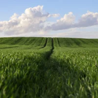 Le marché du carbone agricole peut-il devenir un revenu complémentaire ?
