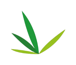 Onlymoso bambou géant