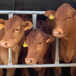 BeefMASTERS Portugal