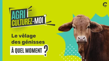 Agriculturez-moi - Pourquoi le velâge des génisses à 24 mois c’est mieux ?