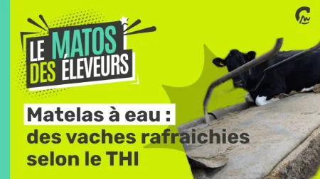 Le Matos des Eleveurs | Matelas à eau, des vaches rafraichies selon le THI