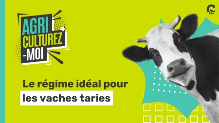Agriculturez-moi - Le régime idéal pour les vaches taries c'est quoi ?
