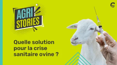 Agri Stories l Quelle solution pour la crise ovine ?