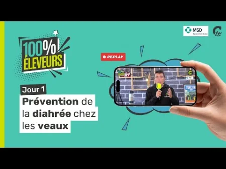 100 % éleveurs | Comment prévenir la diarrhée chez les veaux ? (avec MSD Santé Animale)