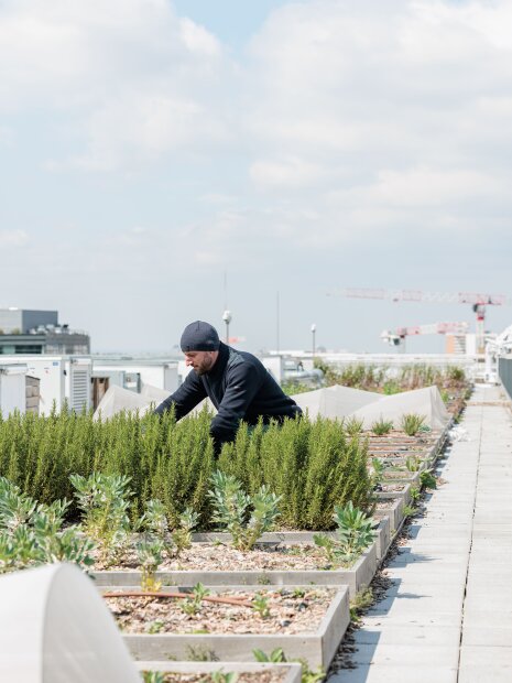 Un potager, une houblonnière et une micro-brasserie alimentent les bars et restaurants de l&amp;#039;immeuble - ©&amp;#160;Salem Mostefaoui pour PCA-Stream