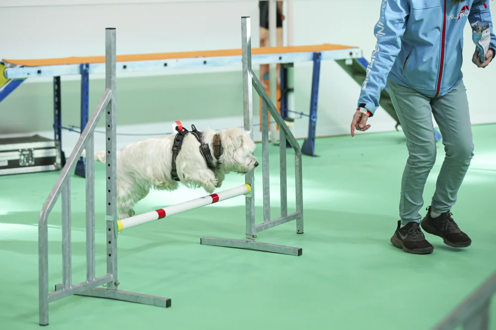 Agility-demo-chien-Salon%20des%20animaux%20de%20compagnie-Paris-Animal-Show-Expozoo-2