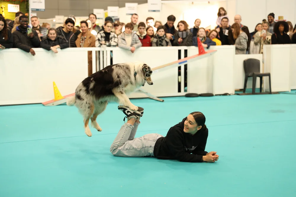 Agility-demo-chien-Salon%20des%20animaux%20de%20compagnie-Paris-Animal-Show-Expozoo