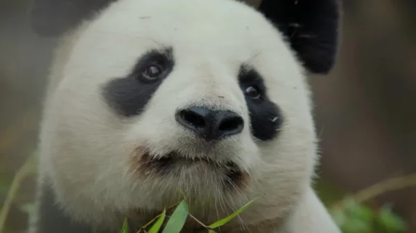 panda